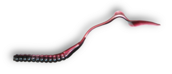 Shadow under a silicon fishing worm with black and purple color