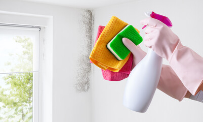 Hands with gloves and spray bottle isolated on wall with mold and window. Eliminate Mold with...
