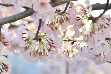 Cherry blossom branch closeup #1