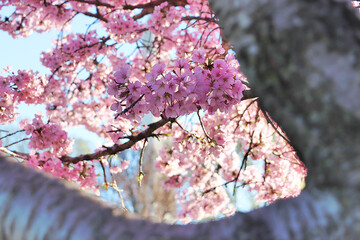 Cherry blossom branch through the tree