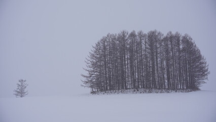 冬, 雪, 木, 寒い, 風景, 霜, 森, 自然, 空, 白, 青, 季節, 木, フリーズ, こおり, 光景, 野原, 公園, 雪に覆われた, アウトドア, 乗り切る, 太陽光, 景色, 道, 景色