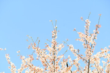 素敵な桜の花に導かれ…