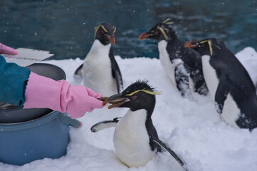 ペンギン, 南極, 鳥, 動物, 雪, 野生生物, ペンギン, 自然, こおり, 寒い, 冬, 極の, 南極, 白, ひどく寒い, 動物, かわいい, 水, 鳥, 海, さお, 黒, あごひも