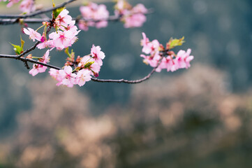 美しいピンクの梅の花