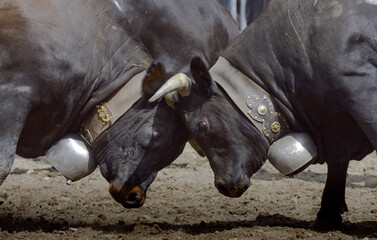 Traditional Swiss cow fight in spring 