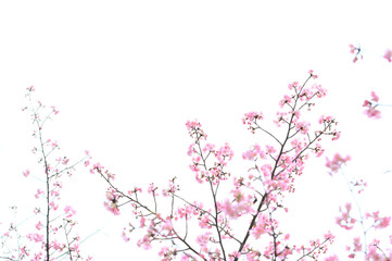 Obraz na płótnie Canvas 美しいピンクの梅の花