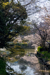 Fototapeta na wymiar 桜の咲く天王寺公園の河底池（2023年4月1日撮影）