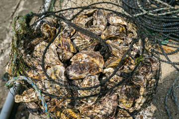 牡蠣の網