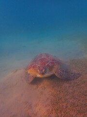 Wild sea turtle near Jaz Solaya, Coraya bay, Marsa Alam, Egypt