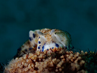 Arminid Nudibranch, Furchenschnecke (Dematobranchus)