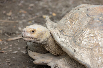 African spurred tortoise in zoo park