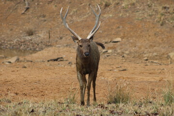 Sambar Deer