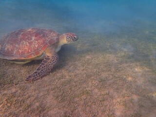 Obraz premium Wild sea turtle near Jaz Solaya, Coraya bay, Marsa Alam, Egypt