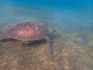 Wild sea turtle near Jaz Solaya, Coraya bay, Marsa Alam, Egypt