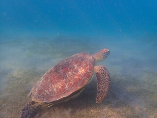 Fototapeta premium Wild sea turtle near Jaz Solaya, Coraya bay, Marsa Alam, Egypt