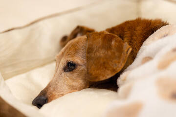 Dachshund dog lying on the bed at home