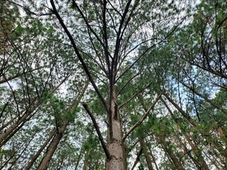 Fototapeta premium Pinos maximinoi