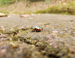 Jewel bug