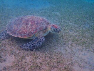 Obraz premium Wild sea turtle near Jaz Solaya, Coraya bay, Marsa Alam, Egypt