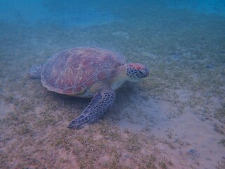Obraz premium Wild sea turtle near Jaz Solaya, Coraya bay, Marsa Alam, Egypt
