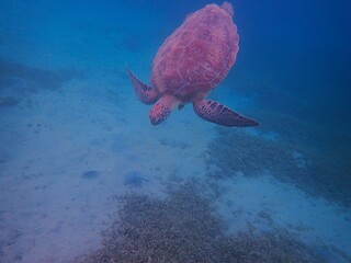 Wild sea turtle near Jaz Solaya, Coraya bay, Marsa Alam, Egypt