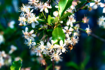Spring morning, bee exclusive breakfast