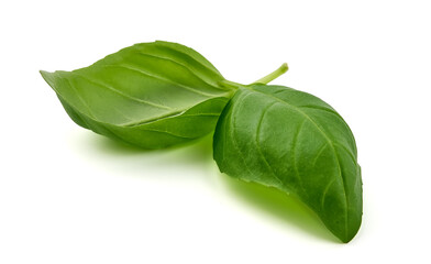 Green Basil Leaves Fresh Spice, closeup, isolated on a white background.