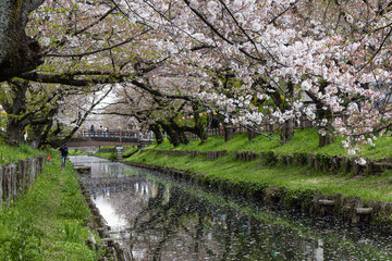 cherry blossoms on the banks of the river