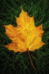 A maple leaf on the grass with water droplets on it