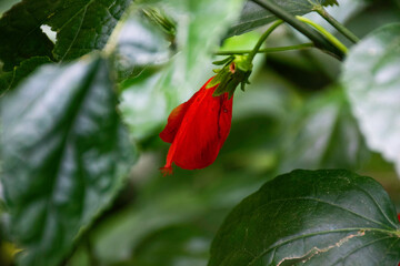 Red flower closeup 