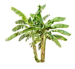 banana tree isolated