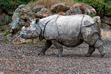 young rhinoceros in the zoo in Pilsen, Czech Republic, Europe
