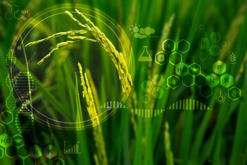 Icon concept at paddy rice product for environmental social, Agricultural technology and organic...