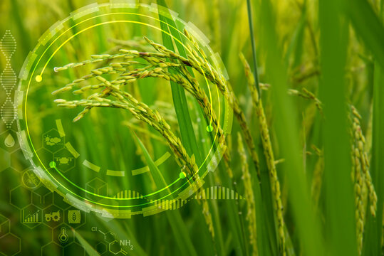 Icon concept at paddy rice product for environmental social, Agricultural technology and organic agriculture  hold rice ears with innovative technology and study the development of rice varieties.