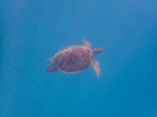 Obraz premium Wild sea turtle near Jaz Solaya, Coraya bay, Marsa Alam, Egypt