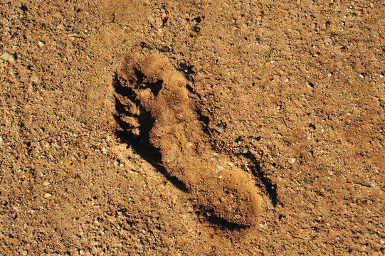 A single deep footprint left in hardened soil