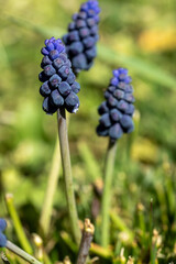 Muscaris au printemps