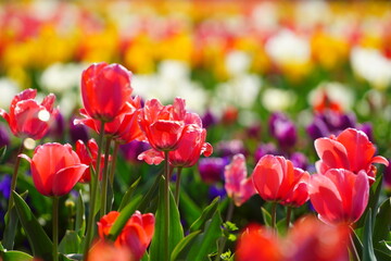 Fototapeta premium チューリップ畑のチューリップとシャボン玉