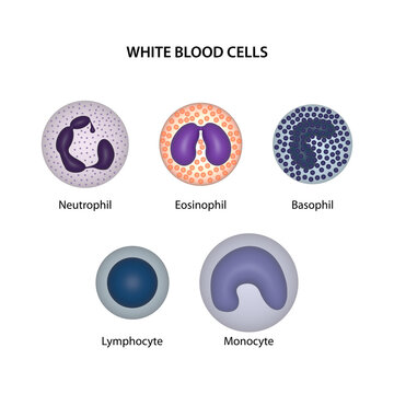 White blood cells (WBCs) or leukocytes: neutrophil, eosinophil, basophil, lymphocyte, and monocyte.
