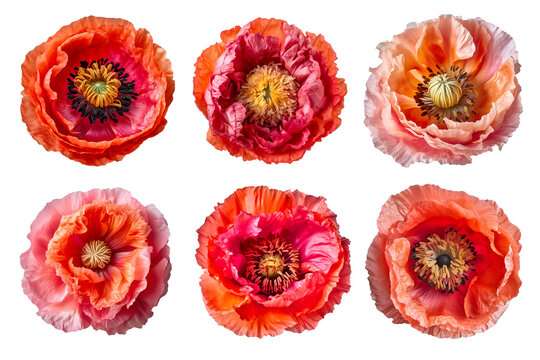 Assorted poppy flower heads on transparent PNG background. Generative AI.