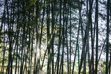 Fototapeta premium 東京の庭園の風景
