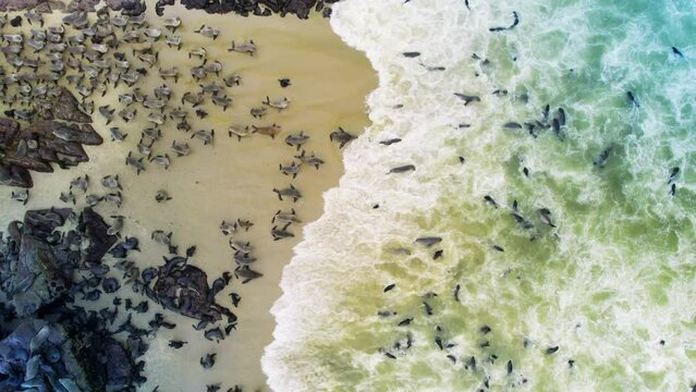 Seals going to the ocean on wave. Cape cross, Namibia 