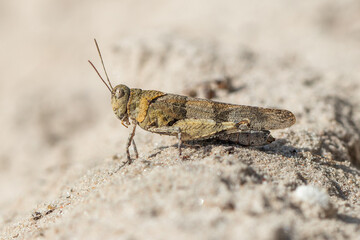 Blue-winged grasshopper (Oedipoda caerulescens) on the sand. - obrazy, fototapety, plakaty