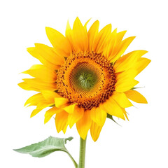 Fototapeta premium sunflower isolated on white
