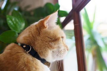 Cute Ginger cat siting on window waiting for owner.