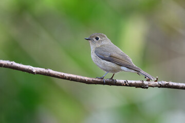 female of slaty-backed flycatcher (ficedula erithacus)