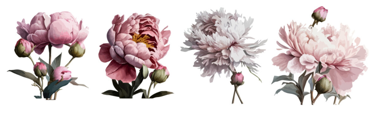 vector flowers peonies pink without background