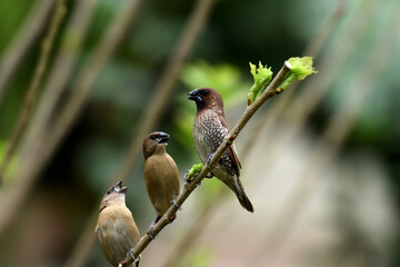 Scaly - breasted Munia