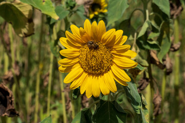 Biene auf einer Sonnenblume Blüte im August