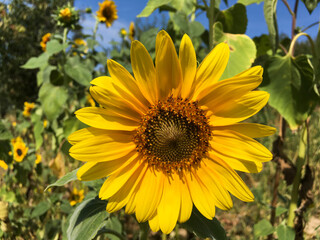 Obraz premium Gelbe Sonnenblume Blüte auf einem Feld im August